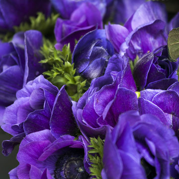 Anemone Coronaria 'Mr. Fokker'