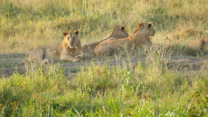 Pride of young male lions