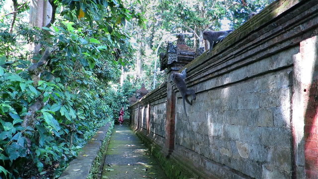 Woman observing from a far how monkeys are fighting and puling each other 
