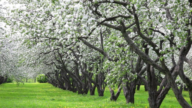 Beautiful blossoming apple-tree garden