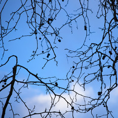 Seeds on tree branch against blue sky.