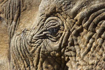 Fototapeta premium Close-up eines Elefanten