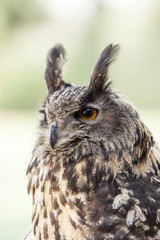 owl - bubo bubo, Eurasian eagle-owl