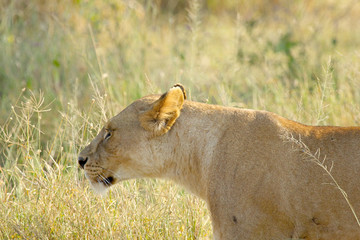 Lioness walking in the grassland