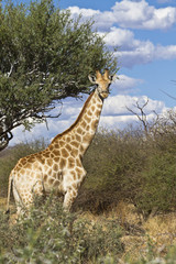 Giraffe in Wildnis