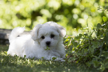 Maltese puppy dog ​​breed loving