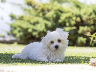 Maltese puppy dog ​​breed loving