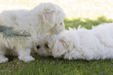 Maltese puppy dog ​​breed loving