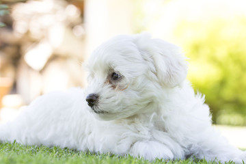 Maltese puppy dog ​​breed loving