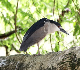 Nycticorax nycticorax