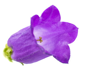 Fototapeta na wymiar bell flower isolated