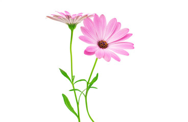 White and Pink Osteospermum Daisy or Cape Daisy Flower Flower