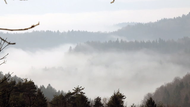 Still shot of mist rising above forest