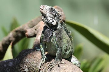 Iguana no galho