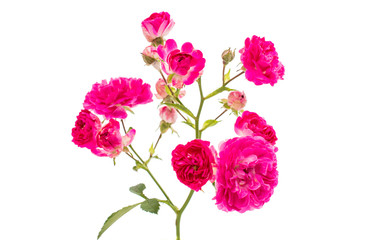 Pink rose flowers twig isolated
