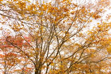 Trees were autumn leaves in Nikko