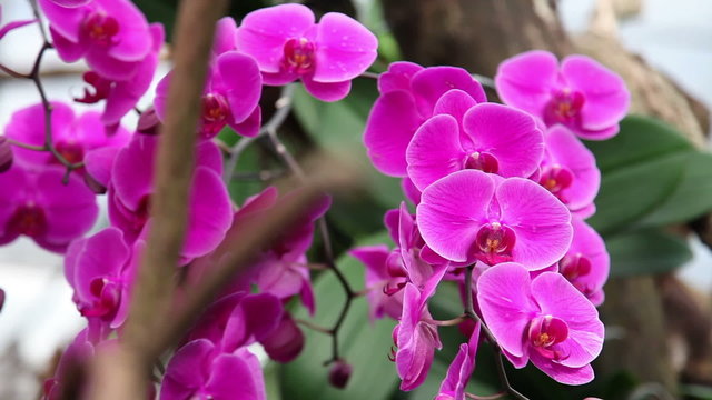 Beautiful orchid's blossom