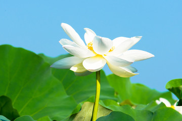 White lotus flowers