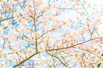 Yoshino cherry blossom in full bloom