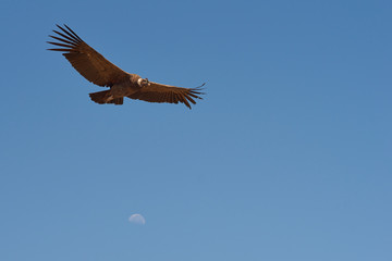 Wild Andean Condor (Condor Vultur gryphus)