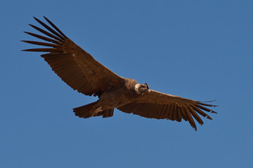 Wild Andean Condor (Condor Vultur gryphus)
