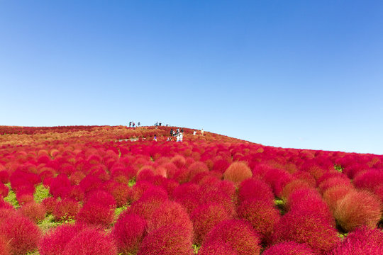 Red Kochia hill and the sky