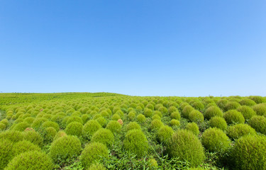 Fototapeta na wymiar Green Kochia hill and the blue sky