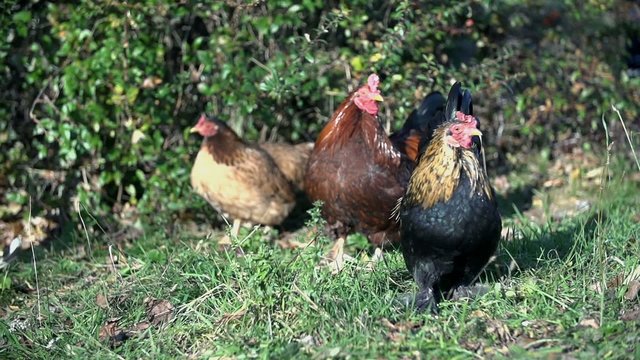 Chickens carefully walk around