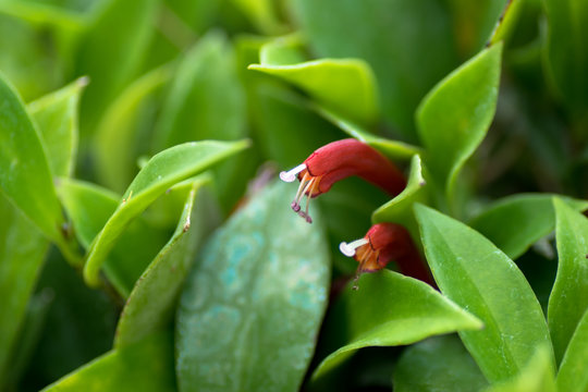 Aeschynanthus micranthus, Gesneriaceae, Myanmar-India