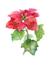 Watercolor Red Poinsettia flowers isolated on white background