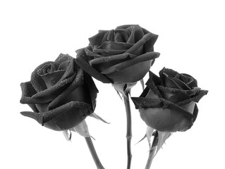 black rose on white background