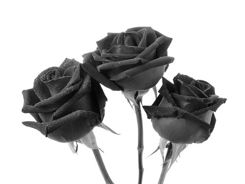 Black Rose White Background Images – Browse 196,064 Stock Photos, Vectors,  and Video | Adobe Stock