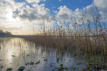 Reed along the shore of a frozen lake
