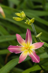 close up of stripped purple lily