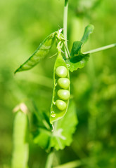 green  peas