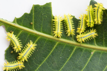 Row of caterpillar eating leaf.