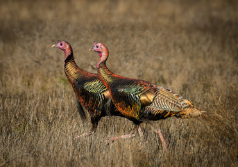 two wild turkeys display amazing color in sunlight