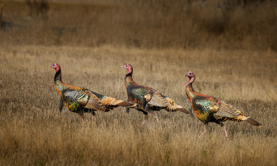 Wild turkeys with amazing color walk through field