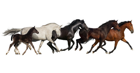 Group of horse run isolated on white background