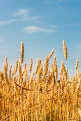 Fototapeta premium Yellow grain ready for harvest growing in a farm field