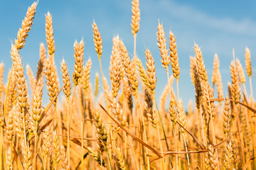 Yellow grain ready for harvest growing in a farm field
