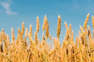 Fototapeta premium Yellow grain ready for harvest growing in a farm field