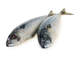 mackerel fish isolated