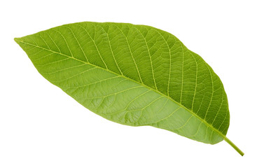 walnut leaf isolated on white