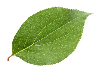 Apricot leaf isolated on white