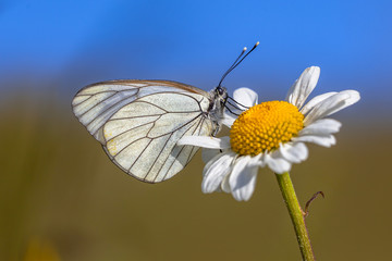 Black veined White blue sky