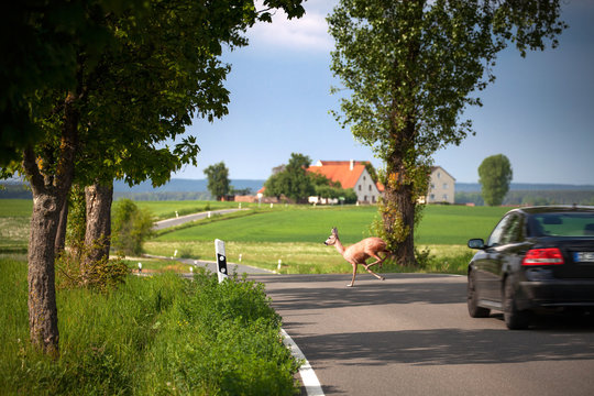Wildwechsel