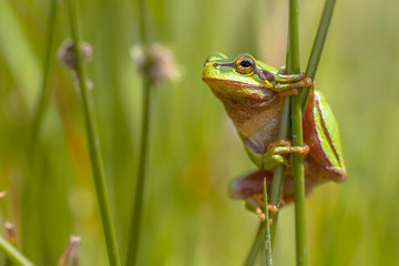 Climbing Green European tree frog en profile