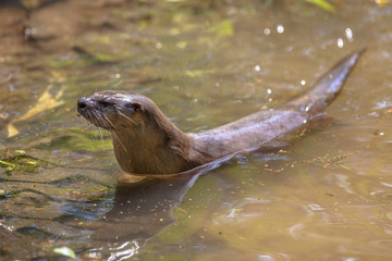 European otter preparing to get out of from water