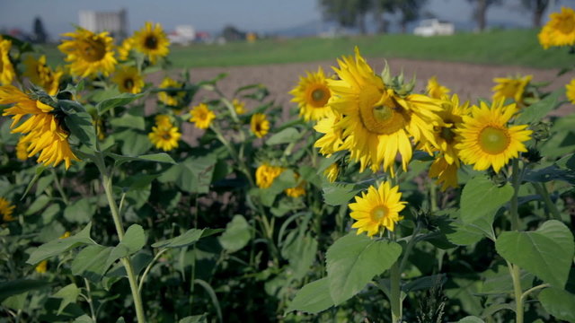 Suflower field